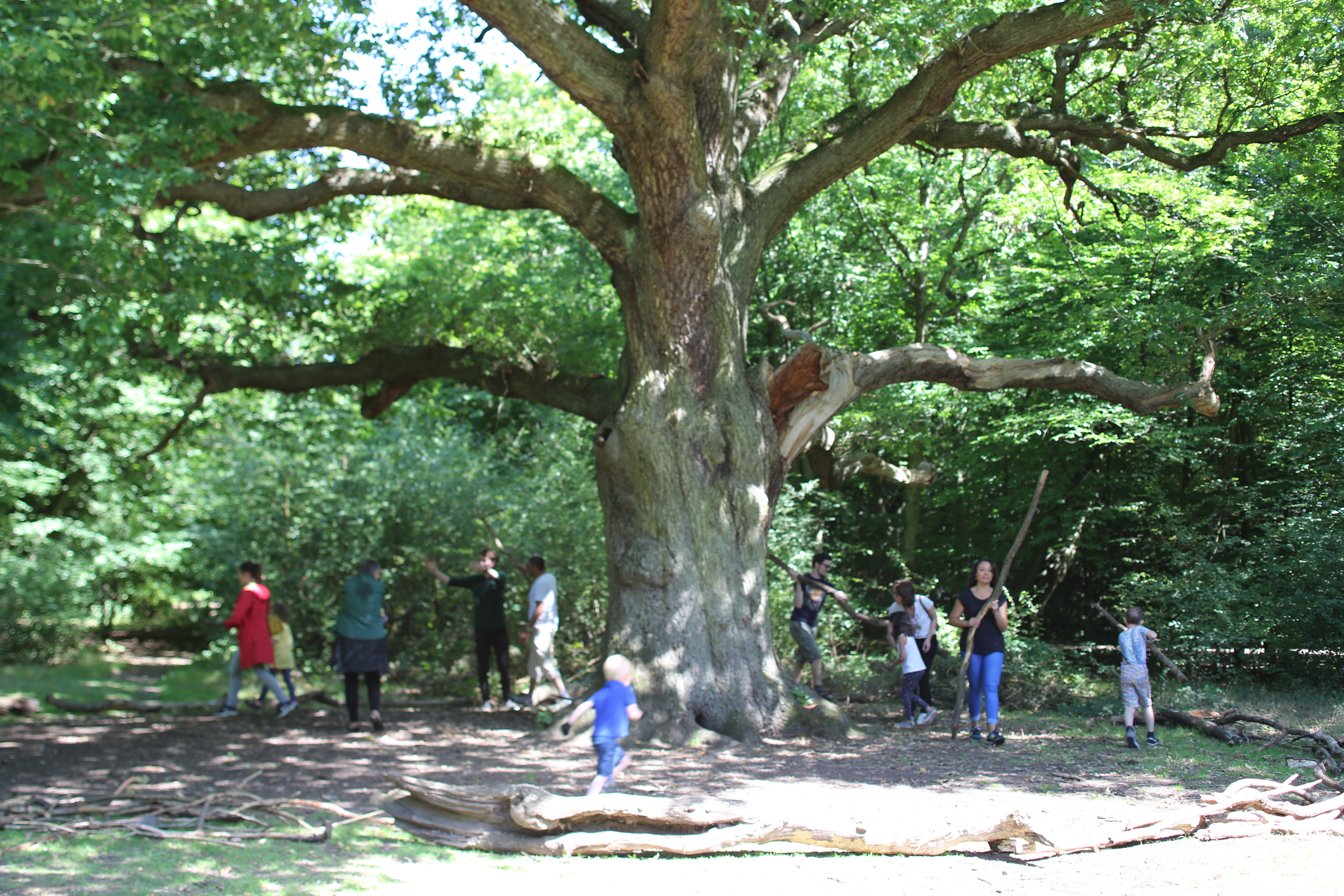 GCK The Peoples Forest Grimstons Oak 3